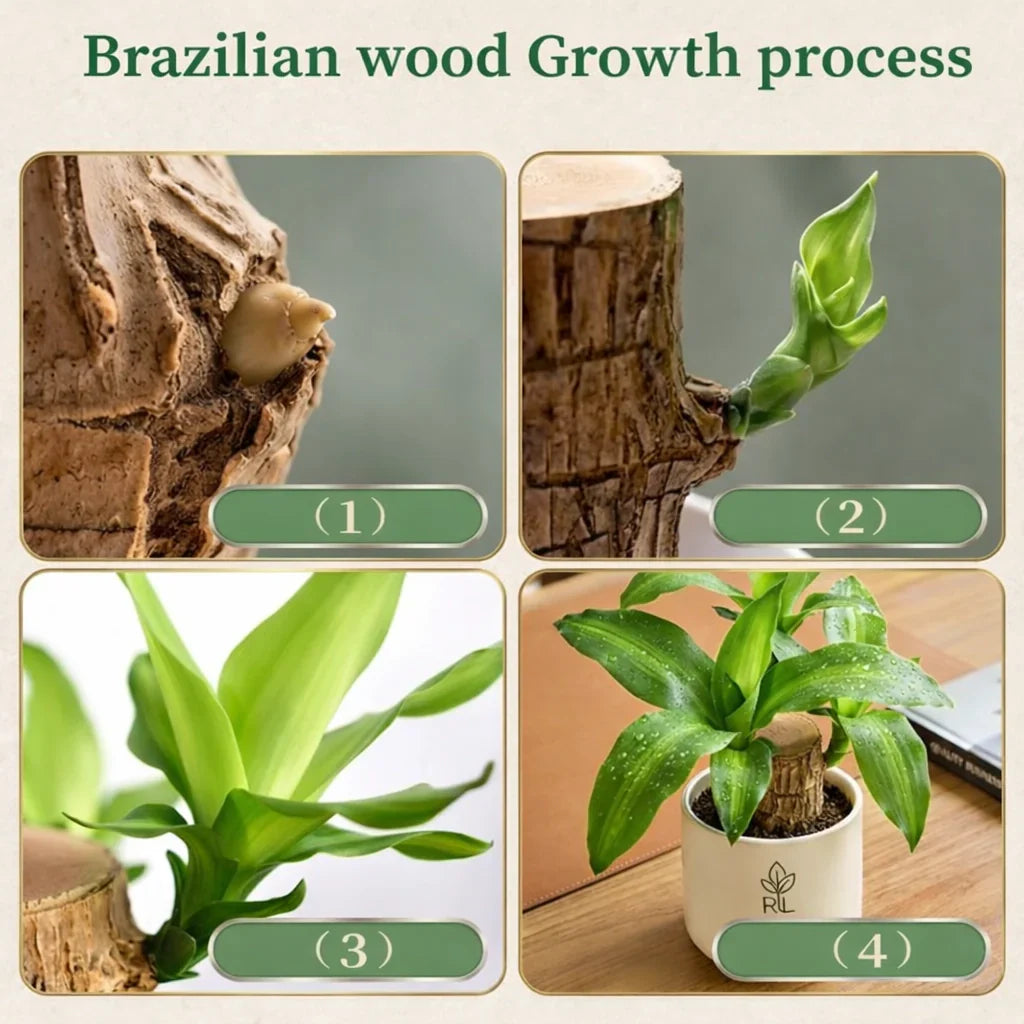 Hot sale🔥Purifies Air • Better Sleep • Good Luck-Brazilian Lucky Wood
