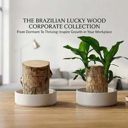 Hot sale🔥Purifies Air • Better Sleep • Good Luck-Brazilian Lucky Wood