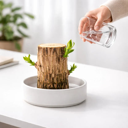 Hot sale🔥Purifies Air • Better Sleep • Good Luck-Brazilian Lucky Wood